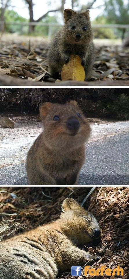     quokka           