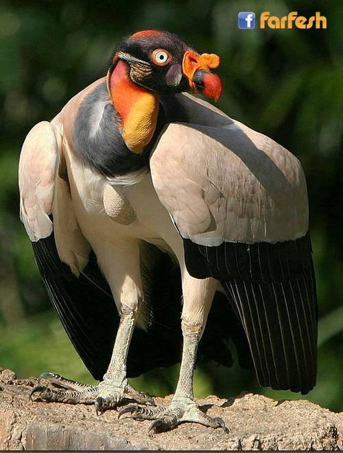    King Vulture !