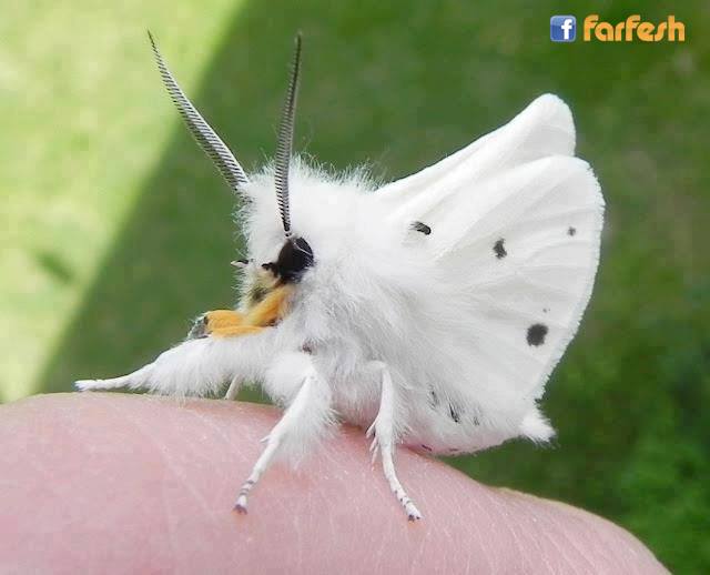       Spilosoma virginica